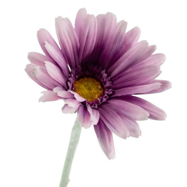 Kunstbloem spaanse margriet 60 cm paars