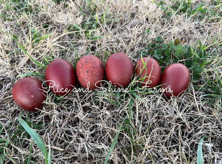 Black Copper Marans