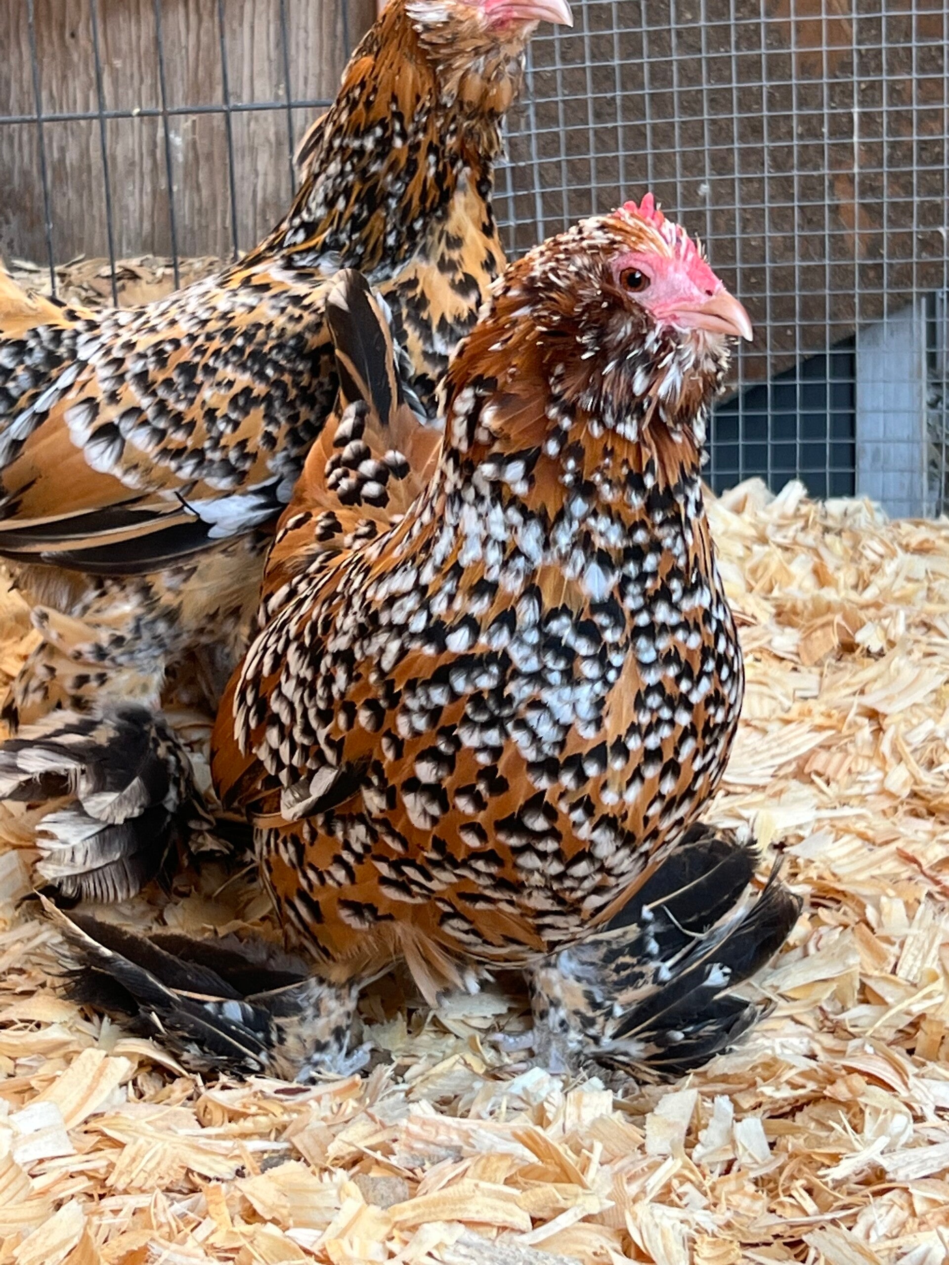 Pure Mille Fluer D’uccle or Mille Fluer Satin