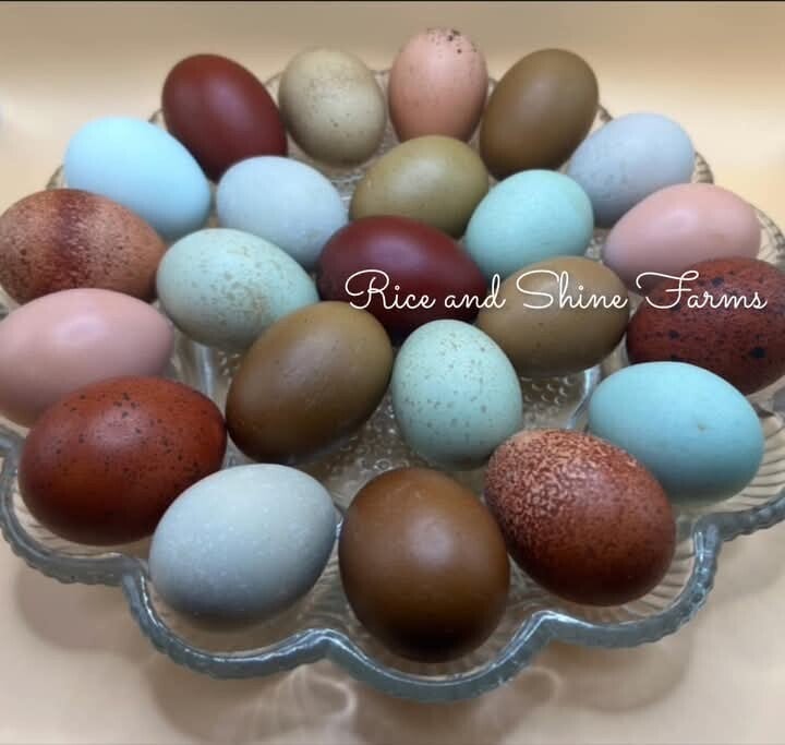 Rainbow Hatching Egg Order