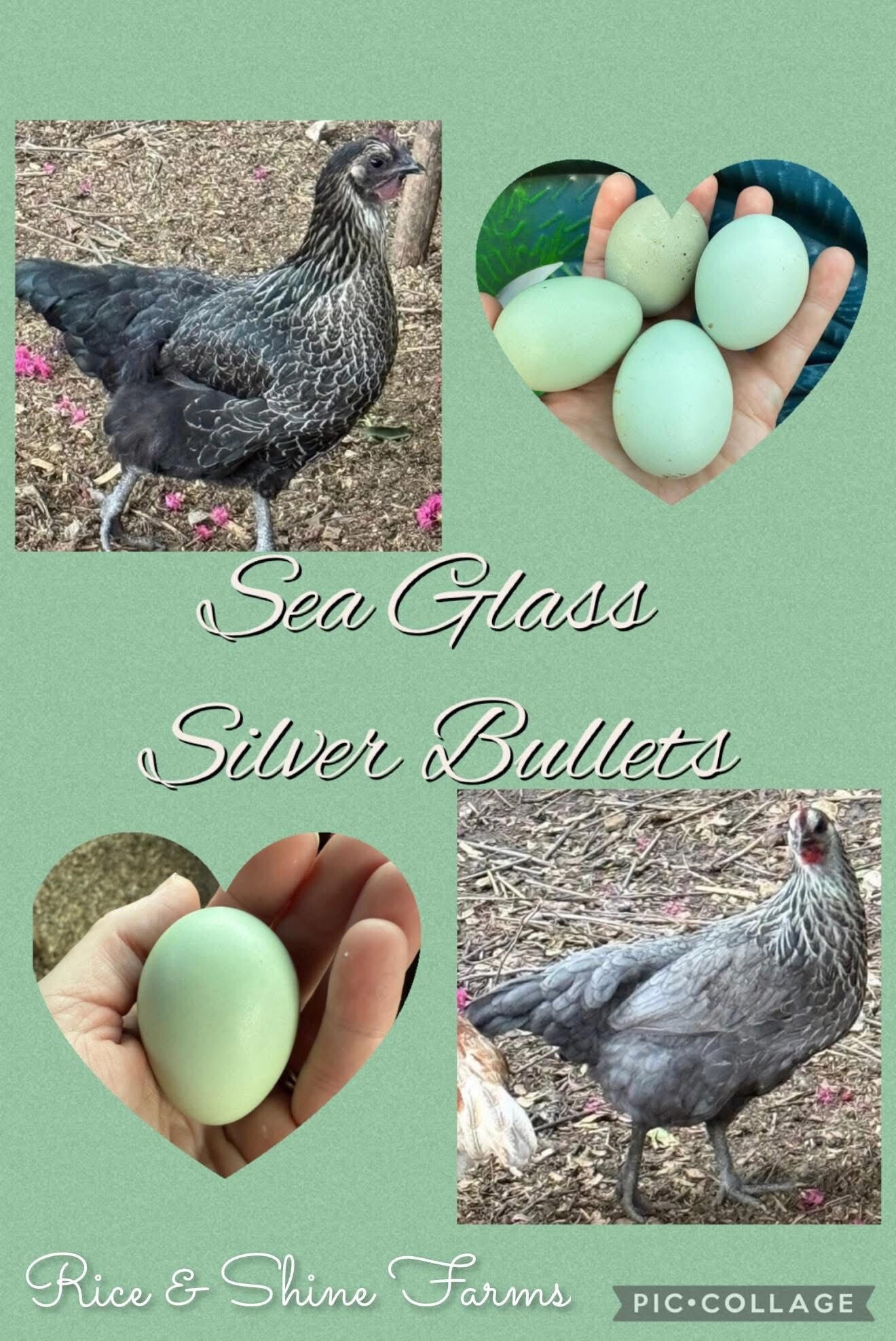 Sea Glass Silver Bullets