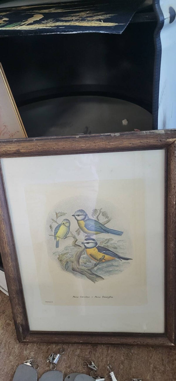 Naturkundlicher Vogeldruck mit Blaumeisen im Holzrahmen