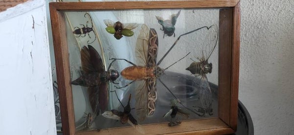 Präparierte Insekten im Schaukasten
