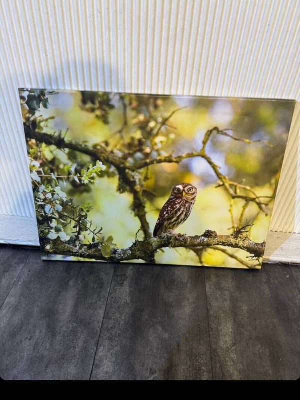 Eule im Wald – Fotodruck / Wandbild