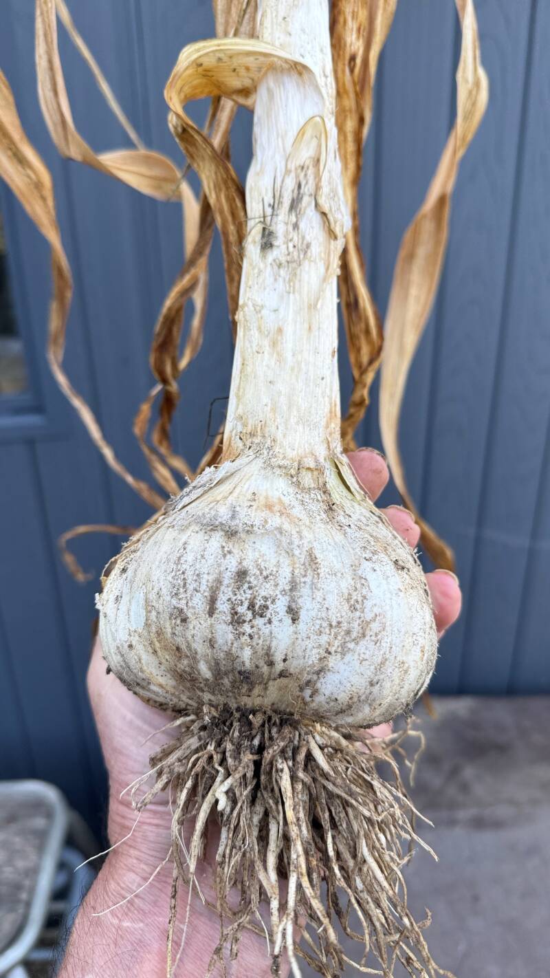 Bulbe d'Ail Eléphant  