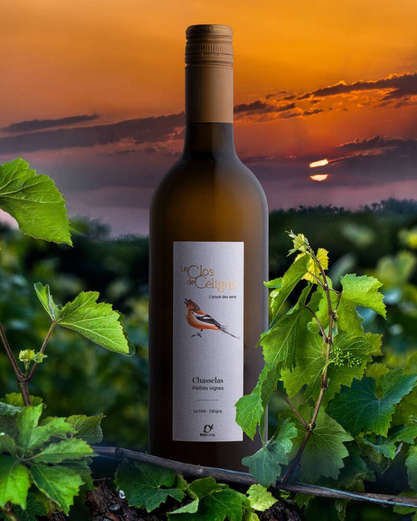 Chasselas