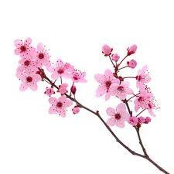 Parfum fleur de sakura