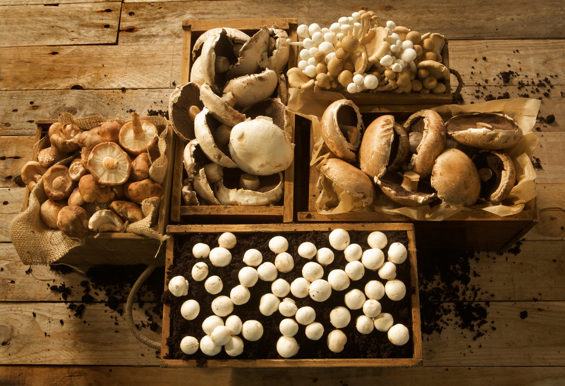 mushrooms-in-boxes-1-standard-wnb6te.jpg