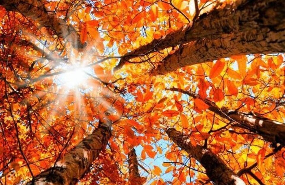 Se Faire Aider tous les travaux de la maison et du jardin service à la personne crédit d'impôts