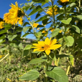 sonnenblumen-standard.jpg