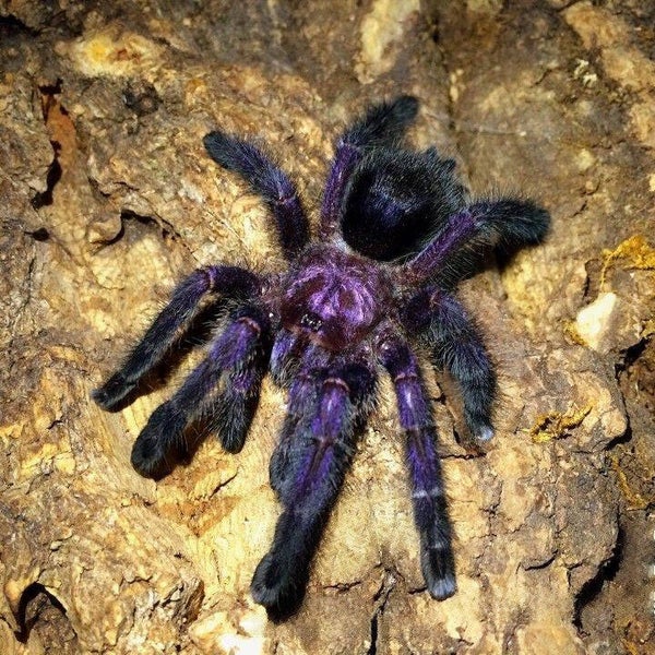 Avicularia purpurea L2