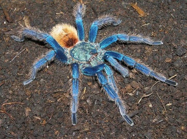Chromatopelma cyaneopubescens – L3/4