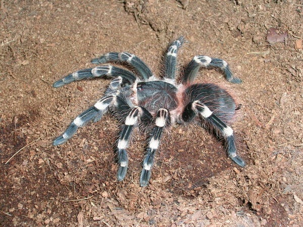 Acanthoscurria Geniculata L4