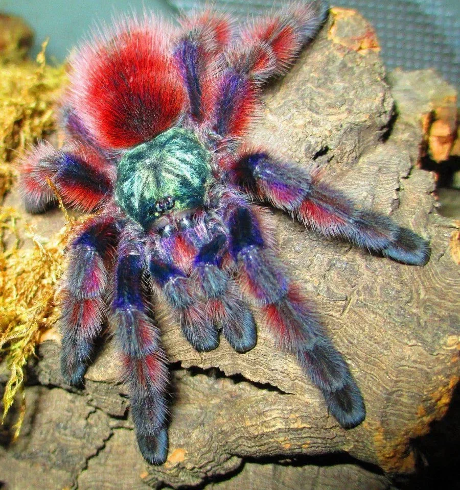Ptasznik caribena Versicolor L4