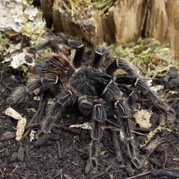 Lasiodora parahybana L4