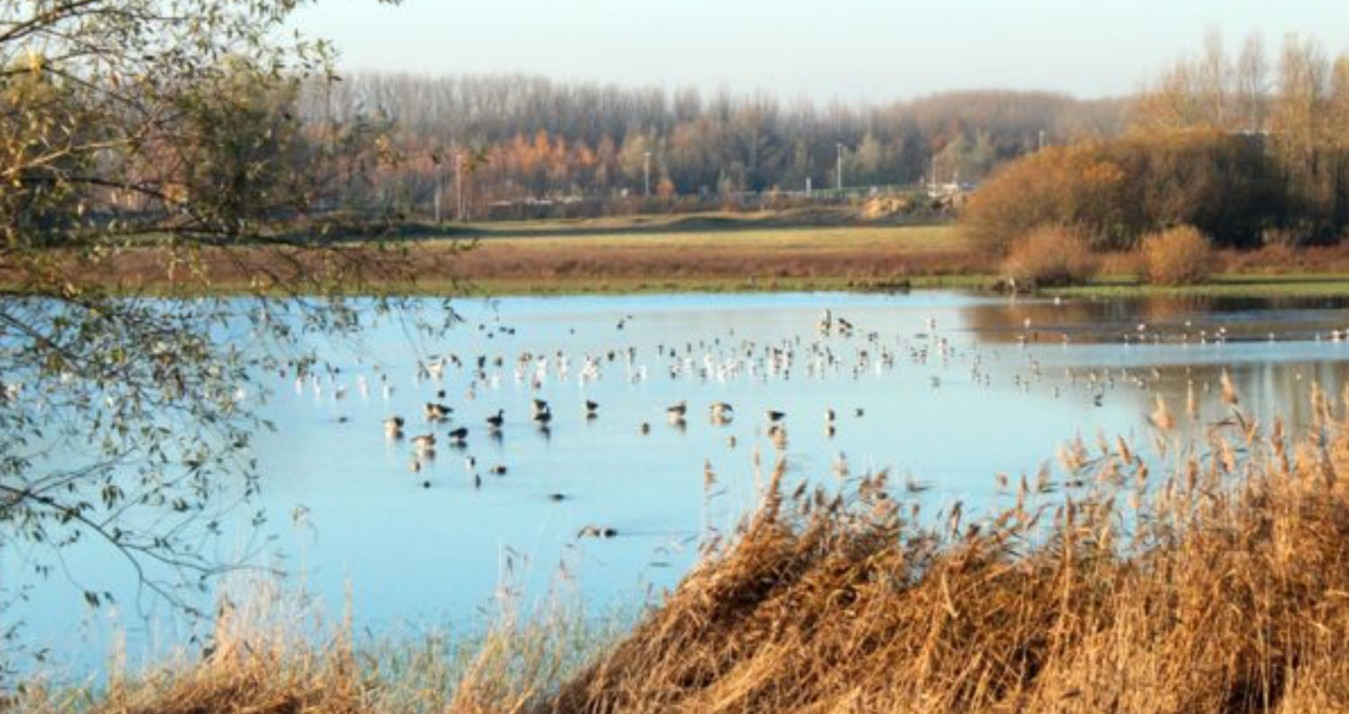 Geleide wandeling in natuurgebied