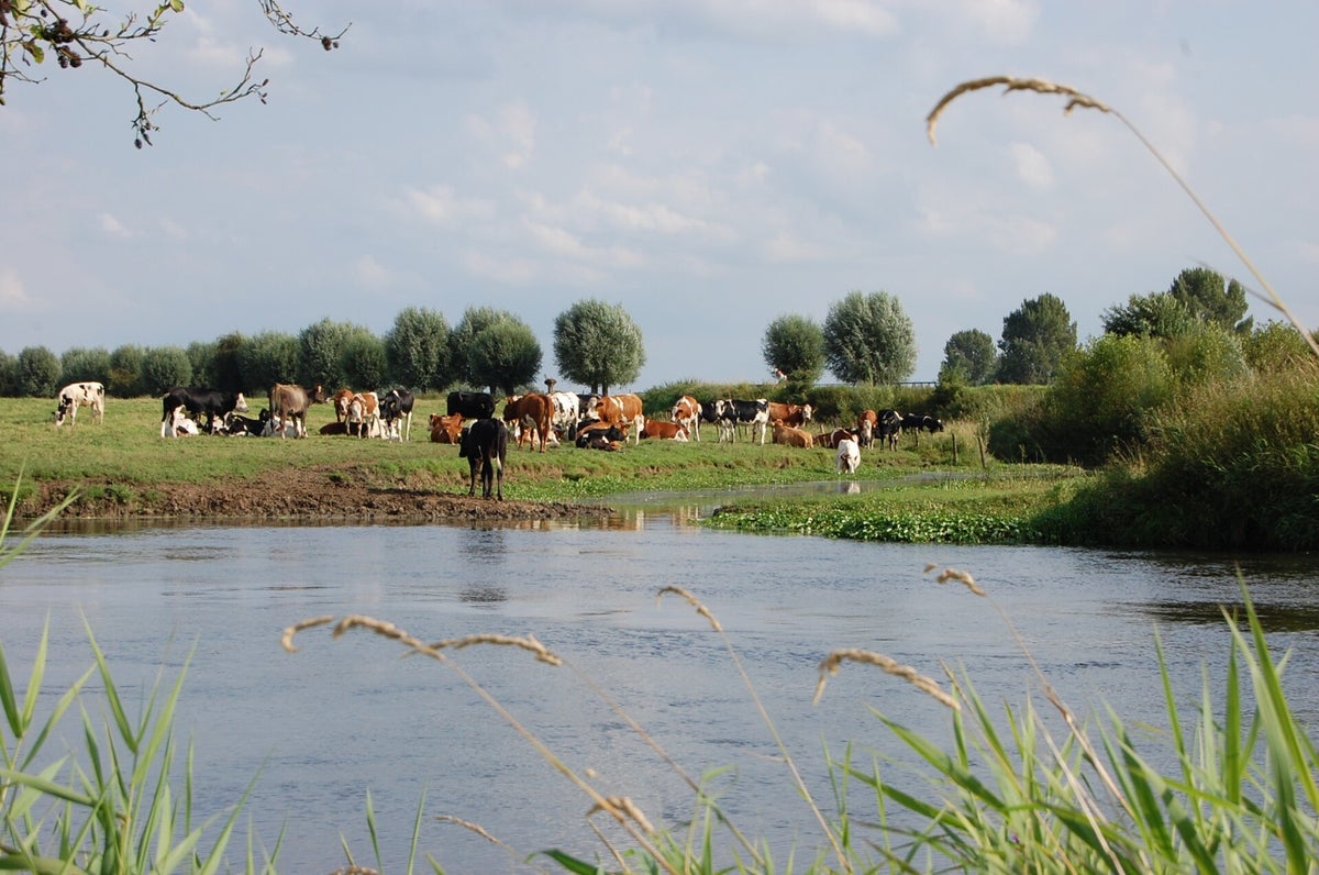 't Zwammetje — photo 7