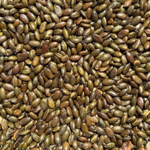 Pompoenpitten (gebrand)