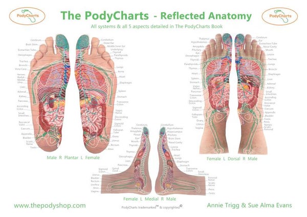 The PodyCharts Poster Bundle
