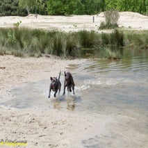 HondenspelDrunenseduinen-2.jpg