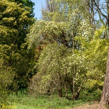 ArboretumKalmthout-13.jpg