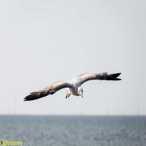 Seagull-5.jpg