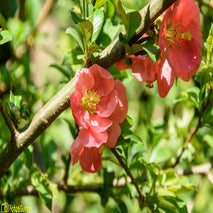 ArboretumKalmthout-3.jpg