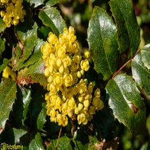 ArboretumKalmthout-4.jpg