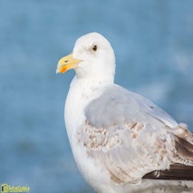 Seagull-16.jpg