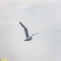 Seagull-6.jpg