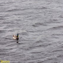 Kinderdijk-2.jpg