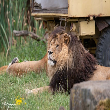 safariparkbeeksebergenjuli2023-18.jpg