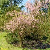 ArboretumKalmthout-2.jpg