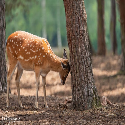 safariparkbeeksebergenjuli2023-8.jpg