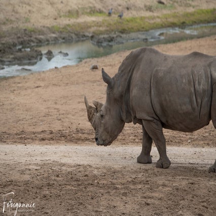 safariparkbeeksebergenjuli2023-15.jpg