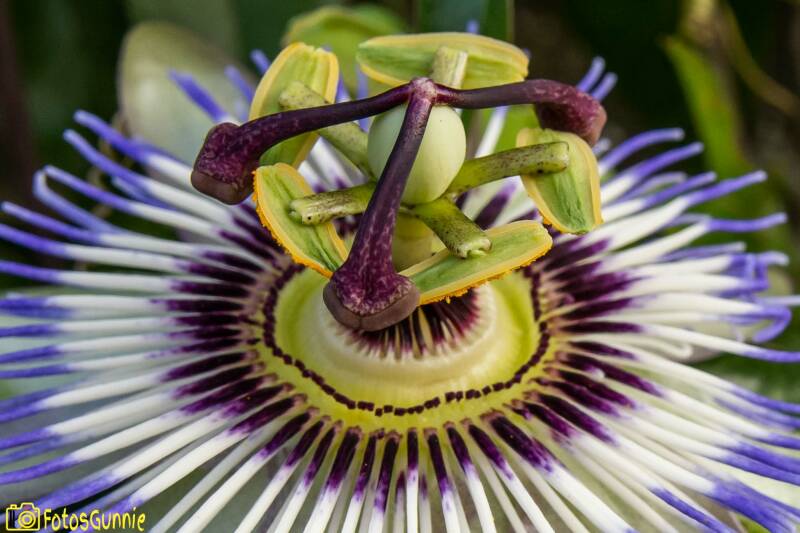 Passiebloem-4.jpg