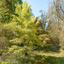 ArboretumKalmthout-15.jpg