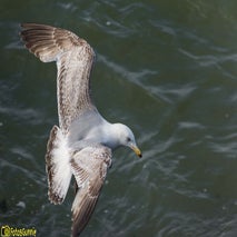 Seagull-4.jpg