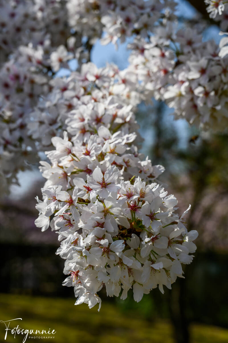 bloesems-in-de-japanse-tuinen-in-hasselt-03-2025-15-standard.jpg