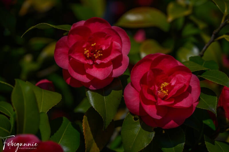 bloesems-in-de-japanse-tuinen-in-hasselt-03-2025-29-standard.jpg