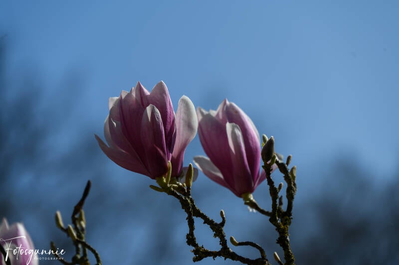 bloesems-in-de-japanse-tuinen-in-hasselt-03-2025-32-standard.jpg