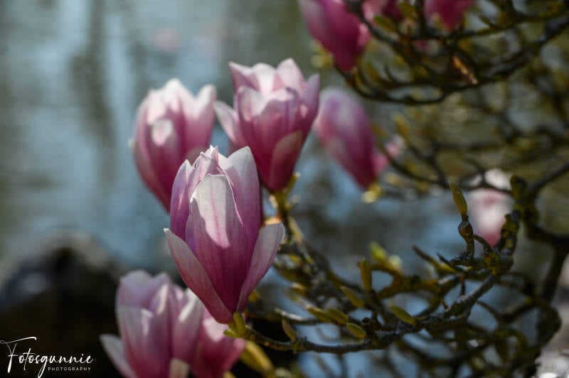 bloesems-in-de-japanse-tuinen-in-hasselt-03-2025-33-standard.jpg