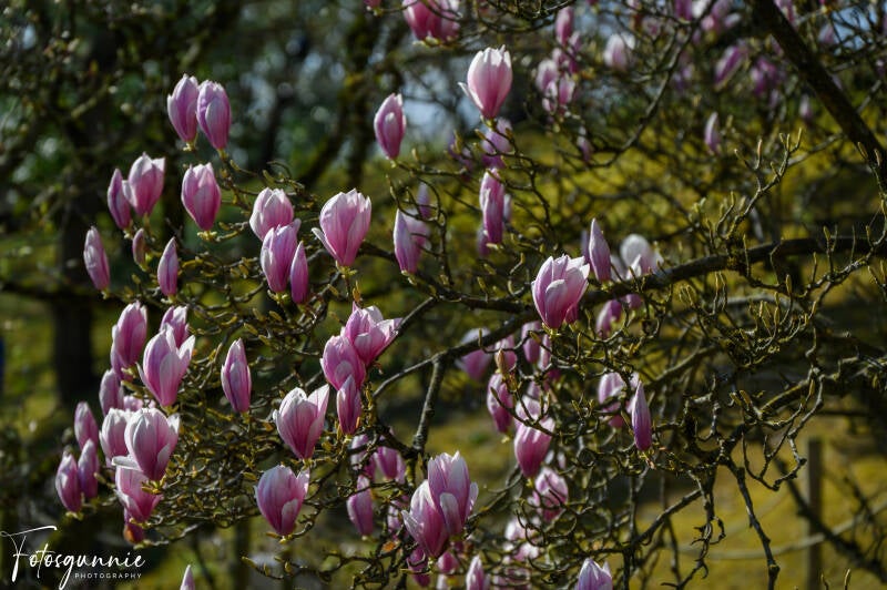 bloesems-in-de-japanse-tuinen-in-hasselt-03-2025-34-standard.jpg
