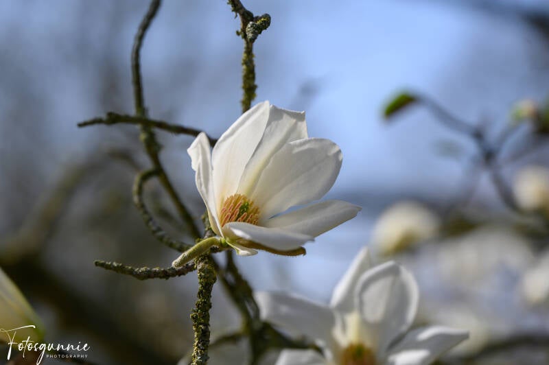 bloesems-in-de-japanse-tuinen-in-hasselt-03-2025-38-standard.jpg