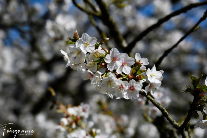 bloesems-in-de-japanse-tuinen-in-hasselt-03-2025-4-standard.jpg
