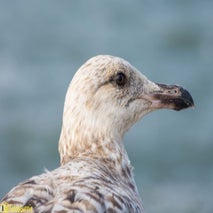 Seagull-15.jpg