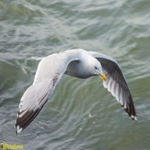 Seagull-10.jpg