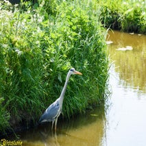 Kinderdijk-34.jpg