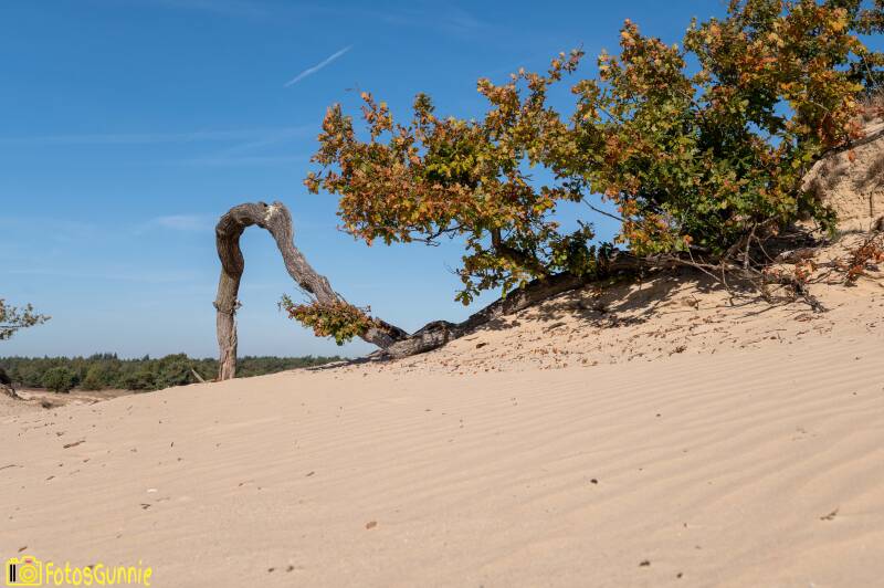 drunenseduinen-29-1.jpg