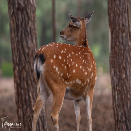 safariparkbeeksebergenjuli2023-6.jpg